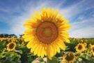 Image of a vibrant yellow sunflower in background of multiple blurred sunflowers